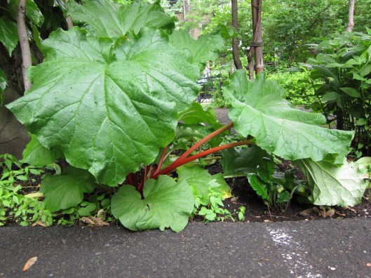 Rhubarb plant