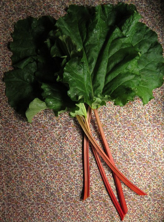 Rhubarb - naked