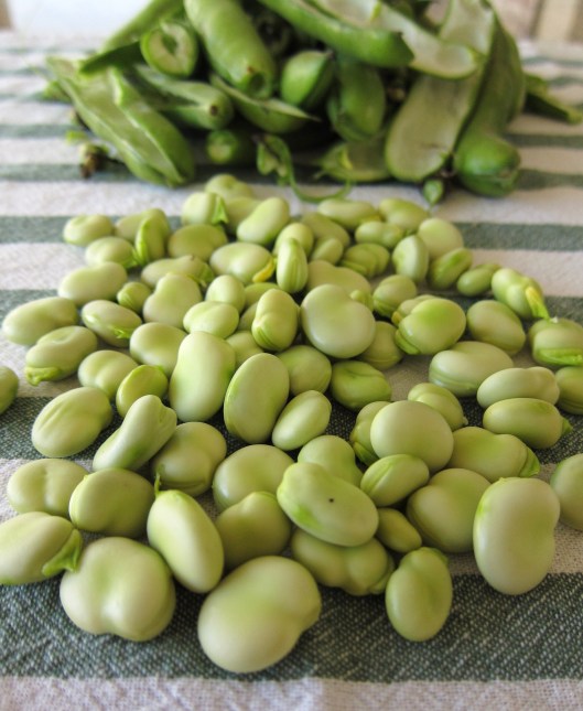Fava beans