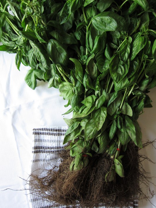 Basil for pesto